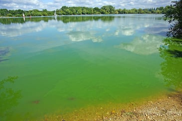 Blue-green Algae