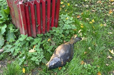 A council, a ban on fishing and a dead carp