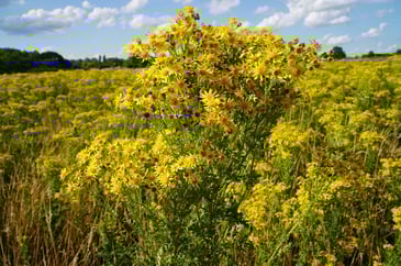 Natural England stops controlling ragwort