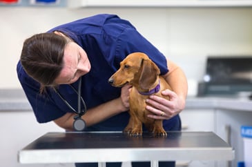 Competition watchdog launches vet sector probe