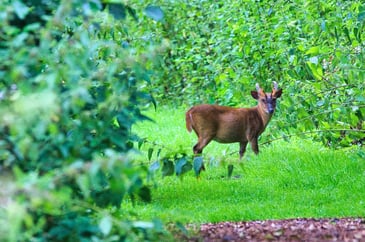 Government announces long-awaited deer strategy and new night shooting licence