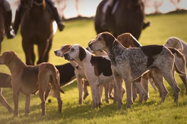 Dog fighting is organised crime – John Blair’s exploitation of this horror to attack rural life is shameful