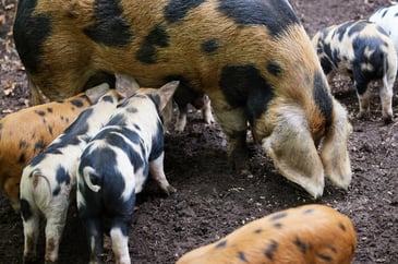 Organic pig and piglets on farm