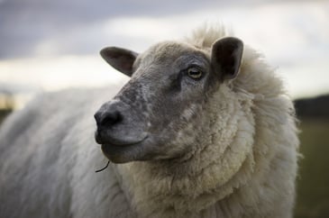 Tim Bonner: A quiet catastrophe in the countryside