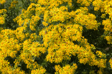 Ragwort in Devon