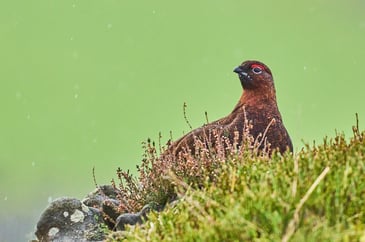 Relentless predator pressure threatens Welsh grouse recovery