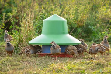 Alliance publishes guidance on how to respond to the government’s Call for Evidence on gamebird rearing, release and shooting in England