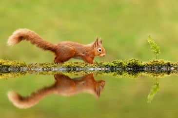 If we want to save our red squirrels, we need to act