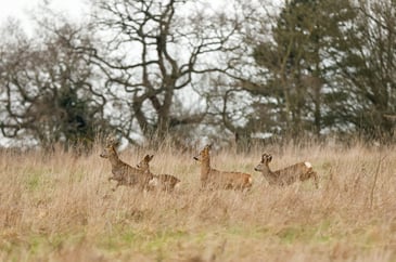 Government to part-fund deer carcase chiller trailers for deer managers