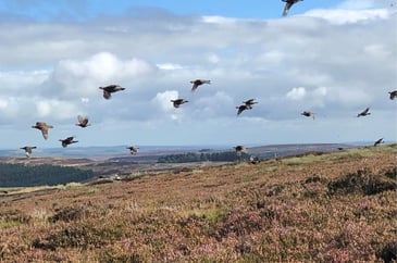 New study finds 70% of UK adults support grouse shooting on United Utilities land