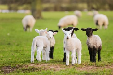 New livestock worrying law in force