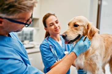 Vet bills tackled by competition authority