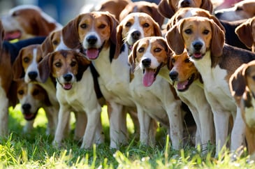 Eager pack of hunting hounds