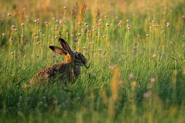 New guidelines for punishing hare poachers