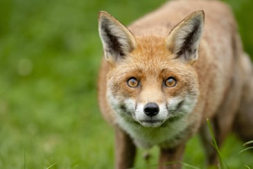 Tim Bonner: The cruelty of the Hunting Act