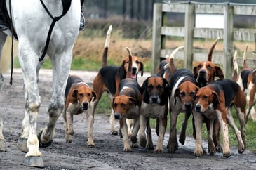 Trail hunting to be banned: the government's 'virtue signalling' Animal Welfare Strategy