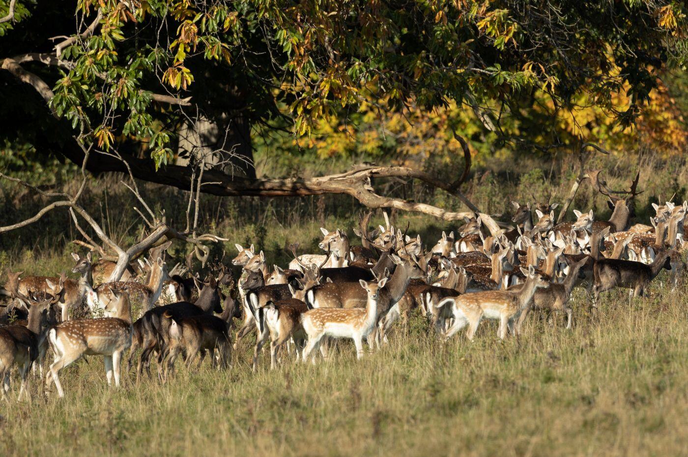 Making a difference: 10 years of the Country Food Trust