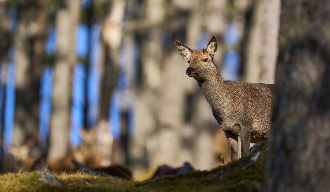 Want to start deer stalking? – A beginner's guide