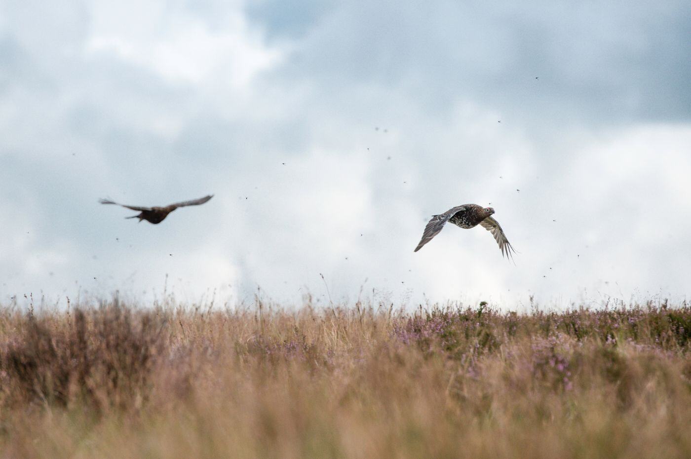 Grouse shooting safe
