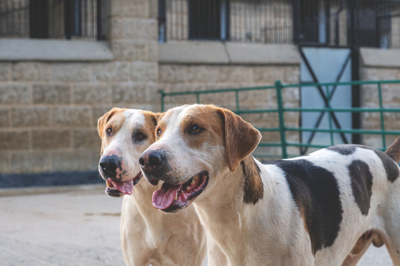 Progress and pedigree: the making of a champion