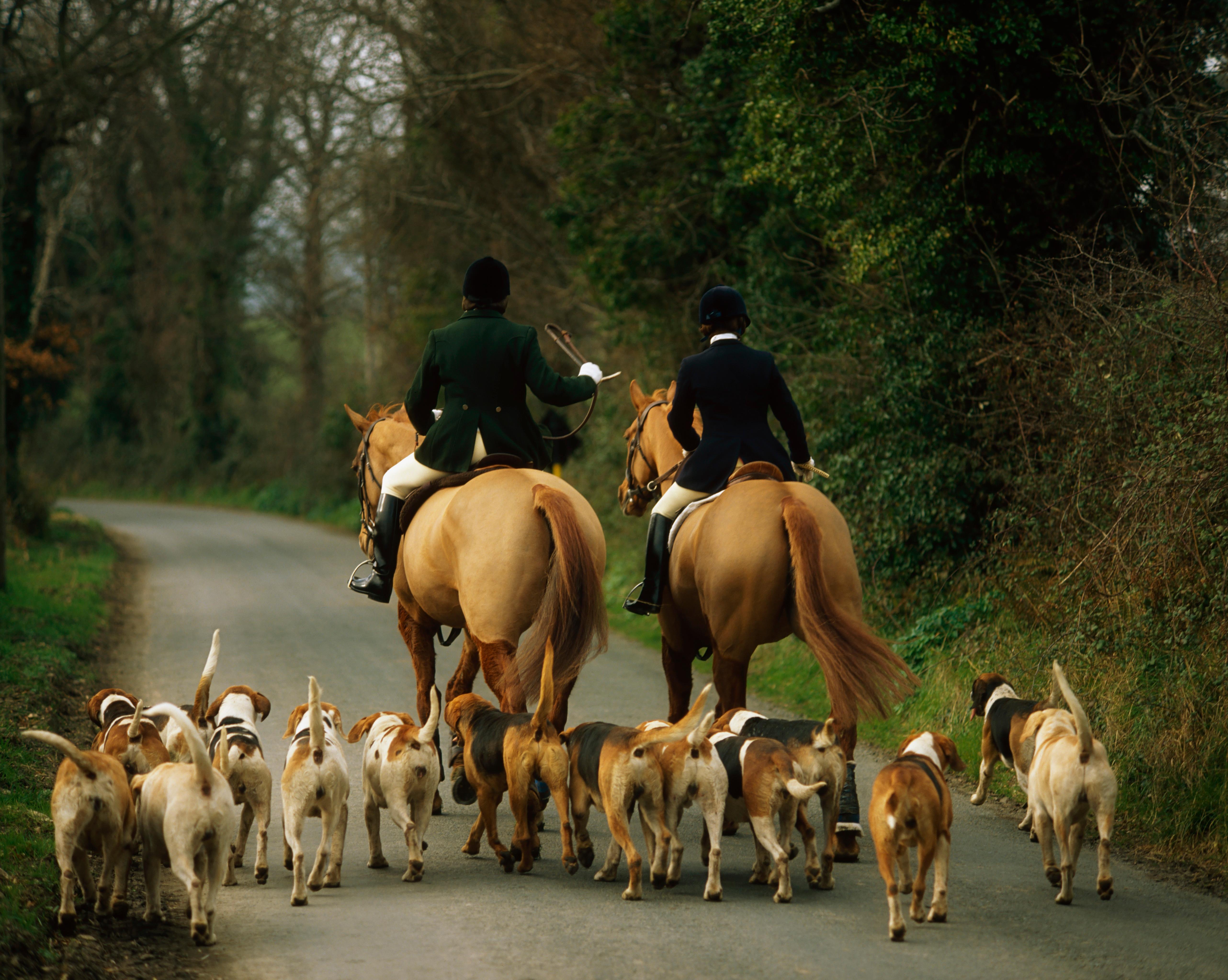 Tim Bonner: Ireland rejects fox hunting ban