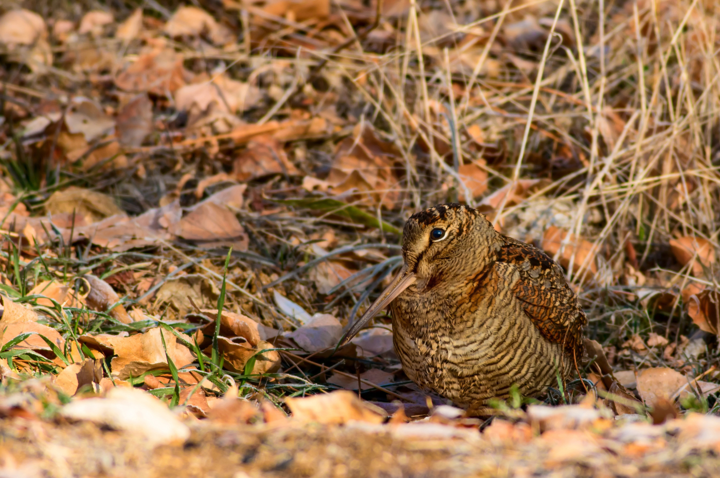 Countryside Alliance publishes recommended responses to quarry list consultation