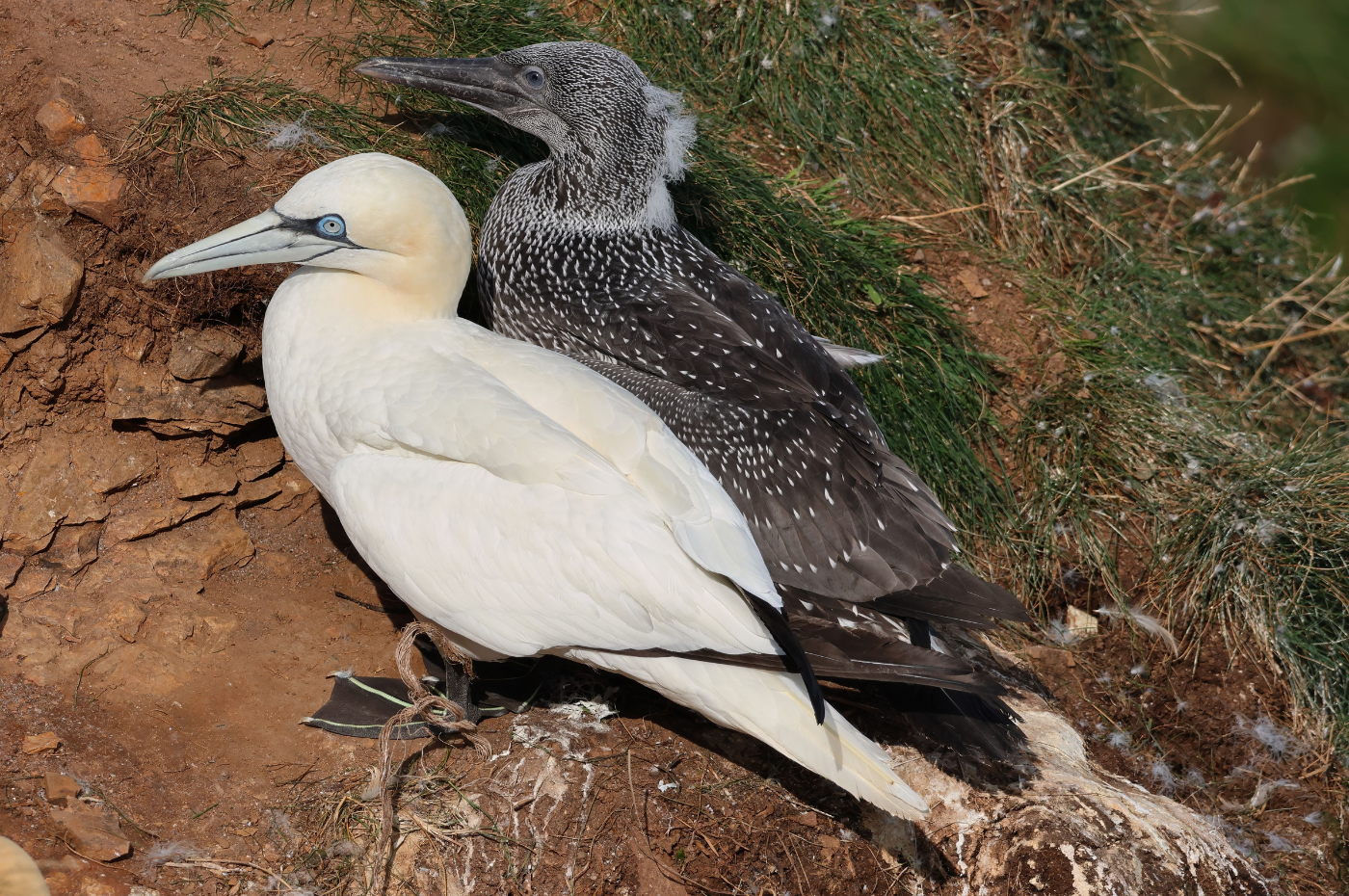 The Guga Hunt - a countryside success story