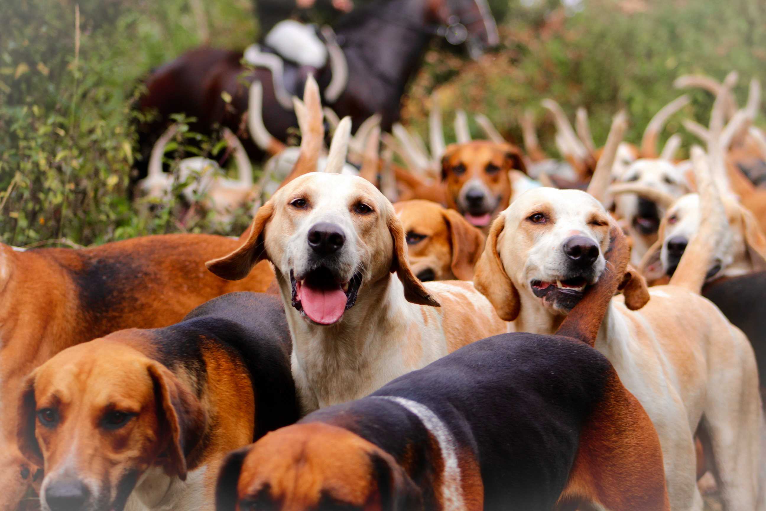 Sinn Féin risks losing rural trust with sudden shift on fox hunting