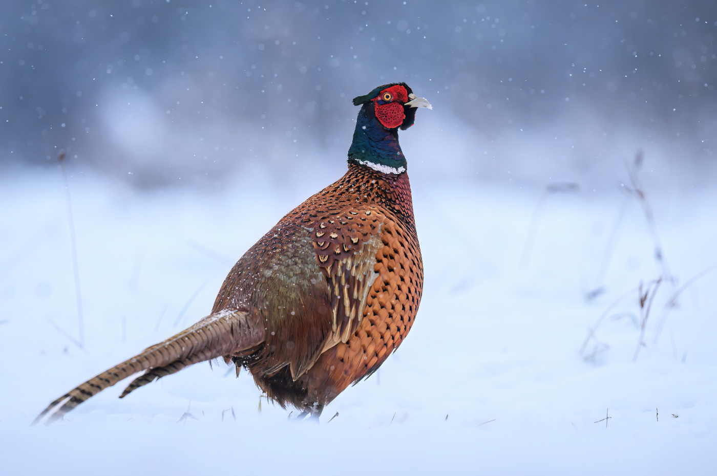 No game on Sundays – why the 2026 season ends a day early