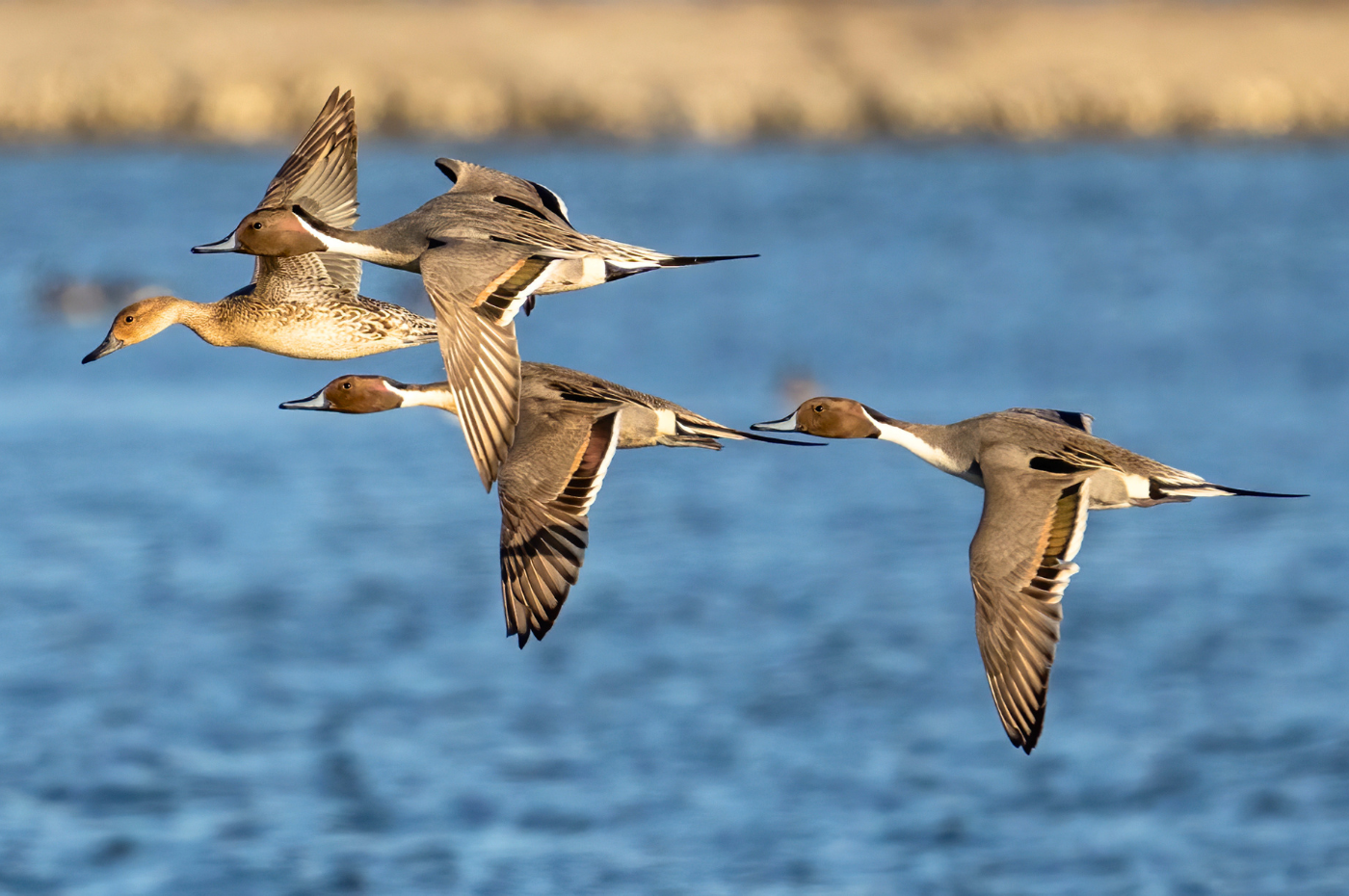 Defra proposes to ban shooting snipe in Wales and pintail in England, on total lack of evidence and reasoning