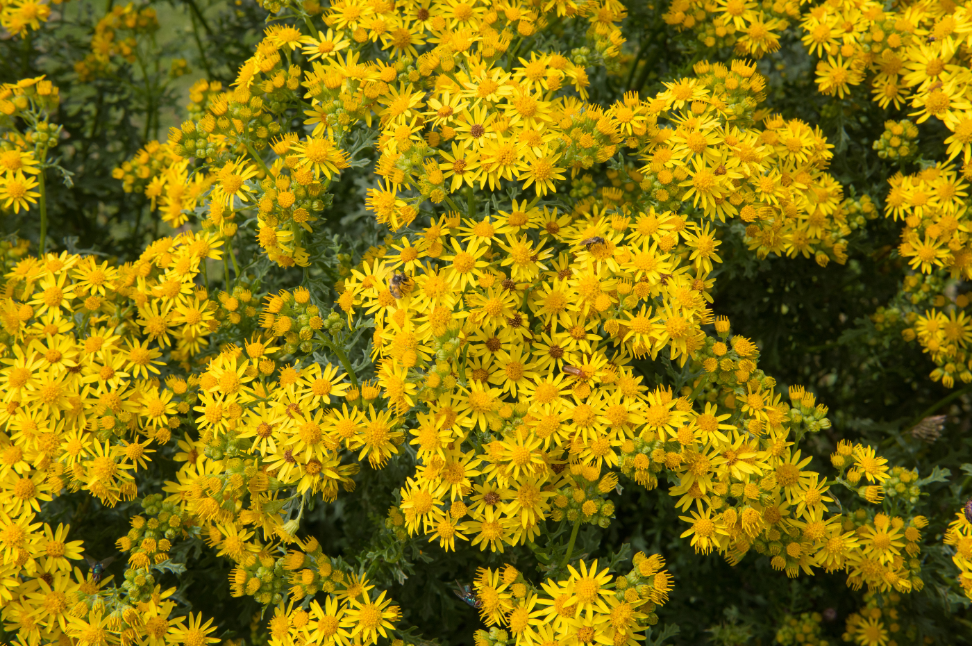 Ragwort update: Natural England will again enforce the law
