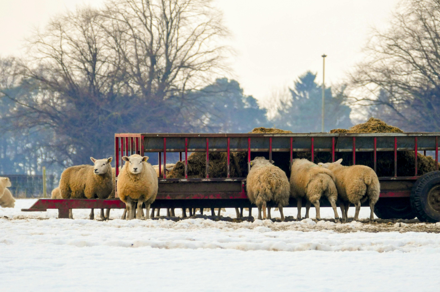 Can farming thrive? Countryside Alliance responds to Farm Profitability Review