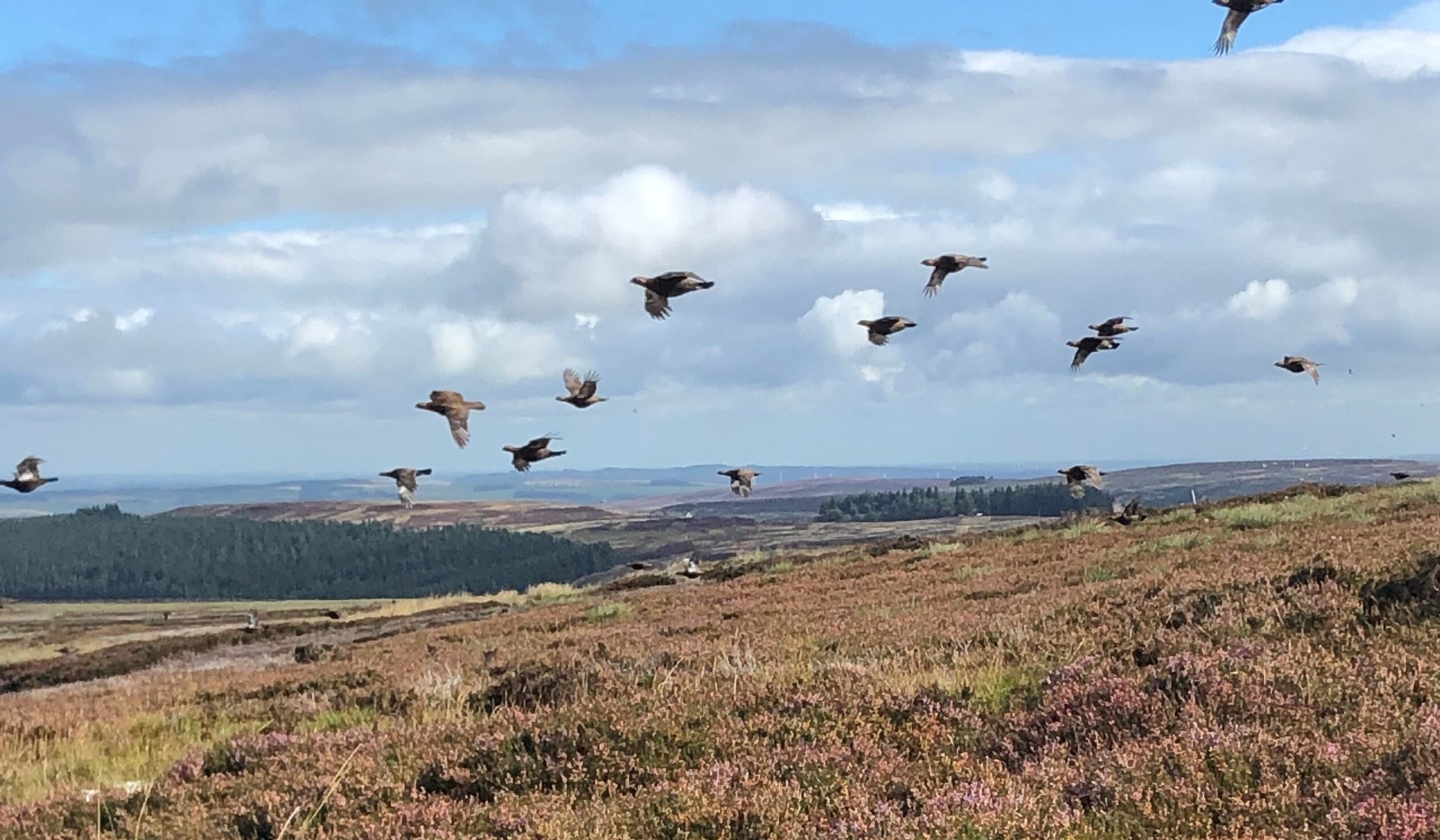 2026 Game Shooting Census and Shoot Owner Census - now live