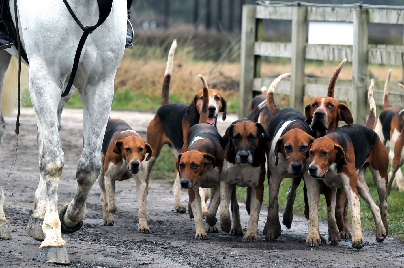 Trail hunting to be banned: the government's 'virtue signalling' Animal Welfare Strategy